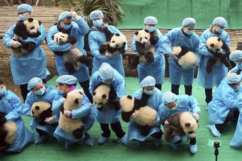 china panda conservations areas visit